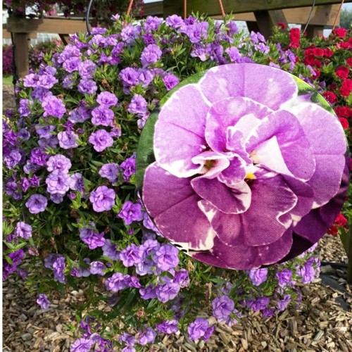 Calibrachoa Calita® 'Double Blue Splash' - Puispetuunia Calita® 'Double Blue Splash'